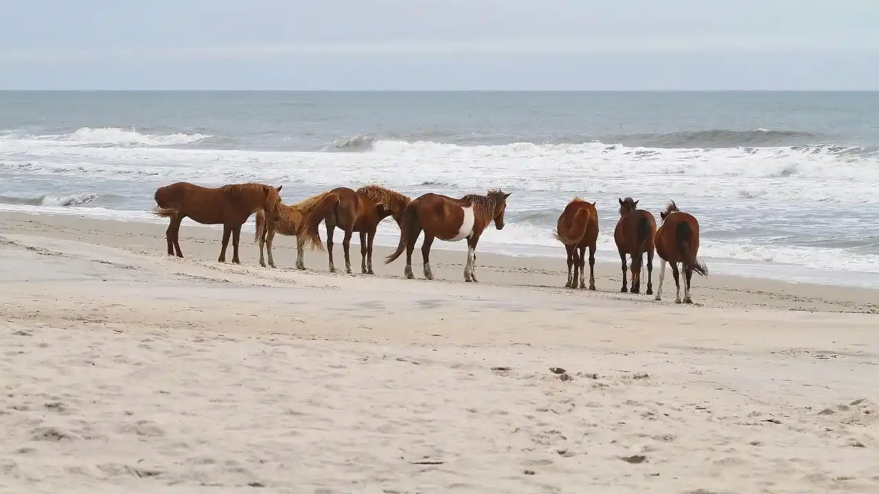 Assateague Island, Maryland - Best East Coast Vacations for Families