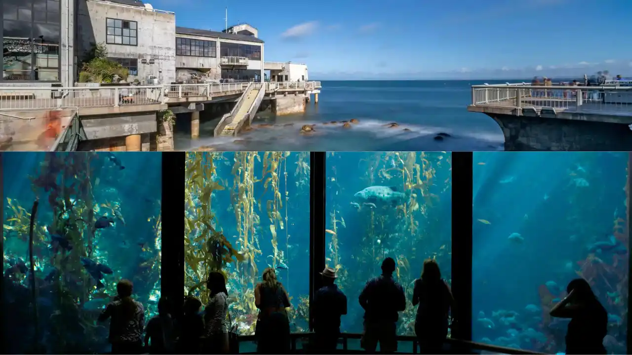 The Monterey Bay Aquarium, located on historic Cannery Row, showcases the diverse marine life of the Pacific Ocean with captivating exhibits and immersive experiences. Visitors can marvel at playful sea otters, mesmerizing jellyfish, and majestic sharks, making it a must-visit destination for ocean enthusiasts of all ages.