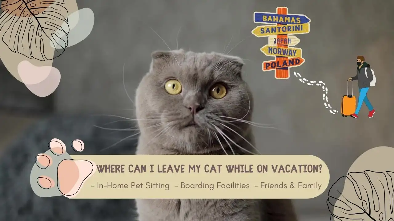Where Can I Leave My Cat While On Vacation?